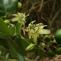 Passiflora suberosa L.